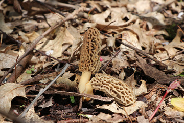 A true morel (Morchella) growing in the woods