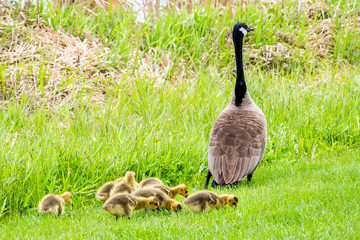 Geese and goslings are enjoying springtime on green grass