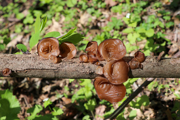 Wood ear mushroom (Auricularia auricula-judae) growing on a stick