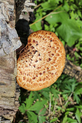 Dryad's saddle polypore (Cerioporus squamosus) growing on wood