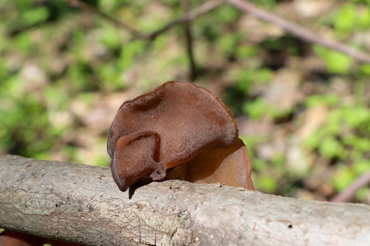 Wood ear mushroom (Auricularia auricula-judae) growing on a stick