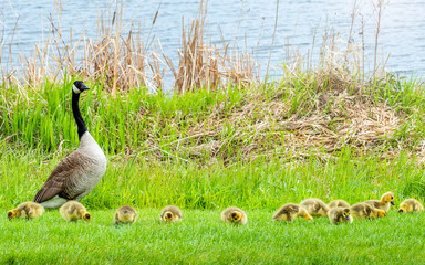 Geese and goslings are enjoying springtime on green grass