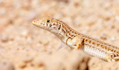 Nidua Fringe-Fingered Lizard - Acanthodactylus scutellatus
