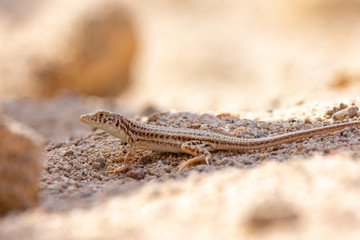 Nidua Fringe-Fingered Lizard - Acanthodactylus scutellatus
