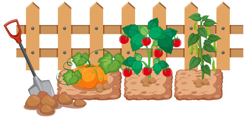 Fresh vegetables growing in the garden