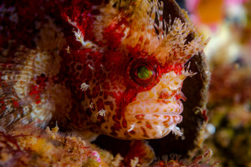 The Warbonnet sayto.