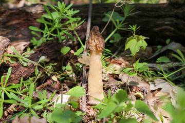 A true morel (Morchella) growing in the woods