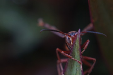 hide and seek bee
