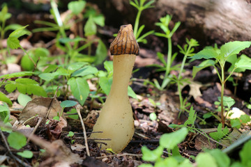 A true morel (Morchella) growing in the woods