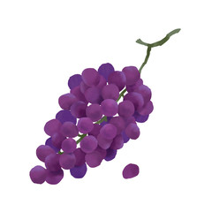 grape, watercolor illustration of fruits