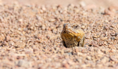 Uromastyx ornata, commonly called the ornate mastigure, is a species of lizard in the family Agamidae.