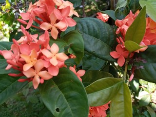 red flowers in the garden