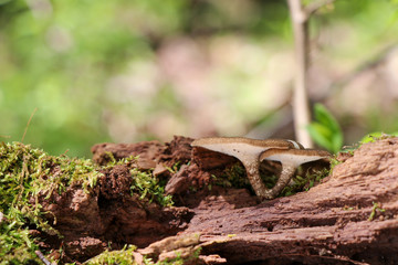 Hexagonal-pored polypore (Neofavolus alveolaris) growing on a mossy log