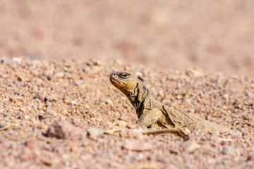 Uromastyx ornata, commonly called the ornate mastigure, is a species of lizard in the family Agamidae.