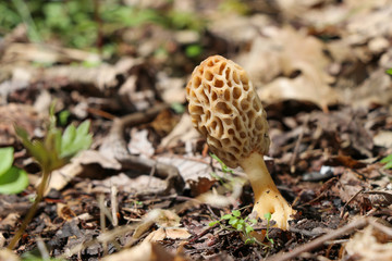 A true morel (Morchella) growing in the woods