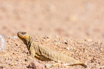 Uromastyx ornata, commonly called the ornate mastigure, is a species of lizard in the family Agamidae.