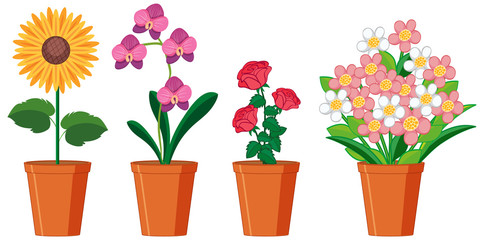 Beautiful flowers in pots on white background