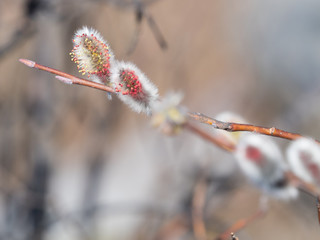 Early Spring American Pussy Willow
