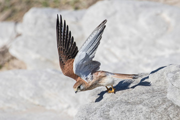 Nankeen Kestrel  about to take flight