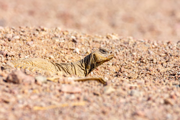 Uromastyx ornata, commonly called the ornate mastigure, is a species of lizard in the family Agamidae.