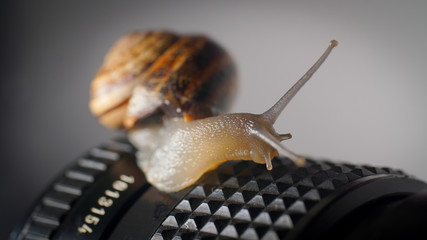 Snail on a wooden surface 