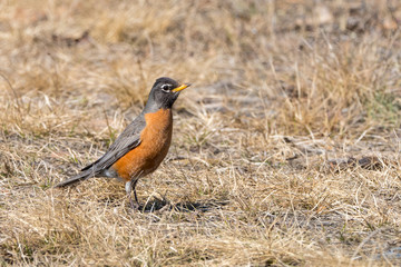 An American Robin in Alaska