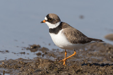Semipalmated Plover in Alaska