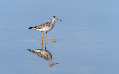 Lesser Yellowlegs Wading through a Pond