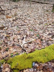 Whitetail deer shed antler