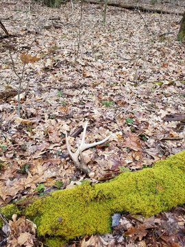 Whitetail Deer Shed Antler