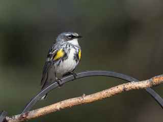 A Male Yellow-rumped Warbler