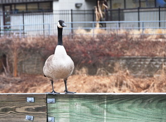 Fototapeta premium Goose on Guardrail