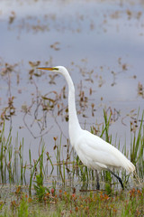 Great Egret in mating season.Ottawa National Wildlife Refuge.Port Clinton.Ohio.USA