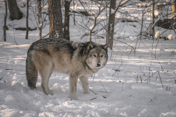 Gray wolf (also known as a Timber Wolf)in the snow