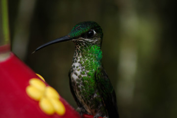 hummingbird