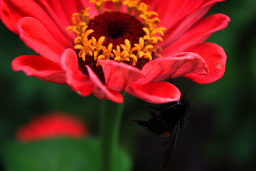 Pink flower