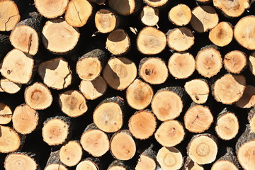 Pile of Logs