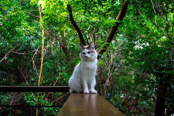 white cat in nature