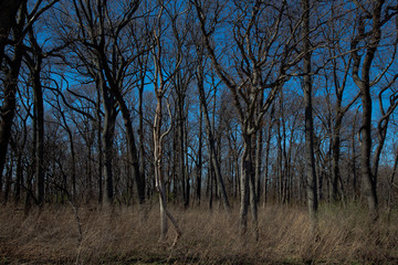 trees at sunset