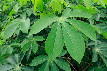 close up of green cassava leaves