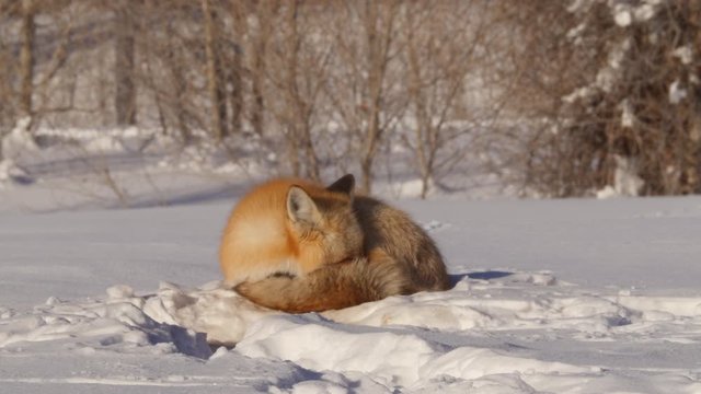 Wild red fox sleeping on snow during sunny day, animal relaxing in sunlight during winter - Jackson, Wyoming