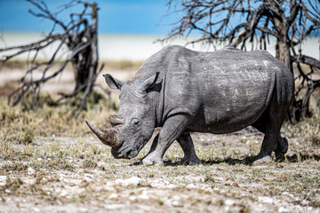 Rhinoceros in Etosha National Park