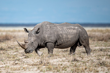 Rhinoceros in Etosha National Park