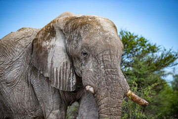 Fototapeta na wymiar Elephant eats vegetation
