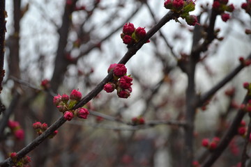 sakura with pink buds, preparing for flowering