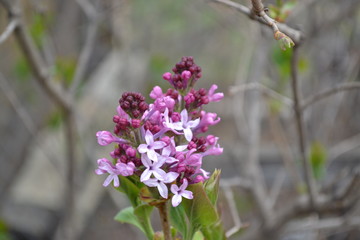 branch of a blossoming pink lilac in spring on a background of gray branches
