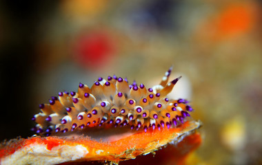 The nudibranch Janolus sp.