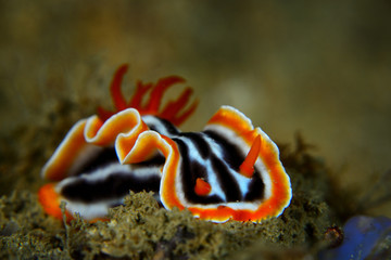 The nudibranch Chromodoris magnifica