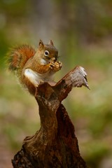 squirrel eating nut