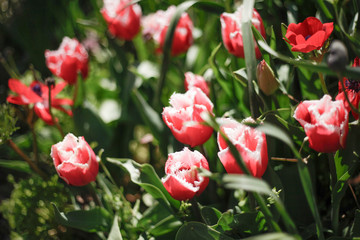 ピンクのチューリップ